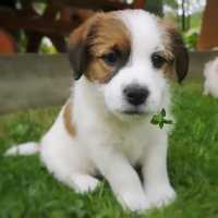 Jack Russell Terrier FCI ZKwP