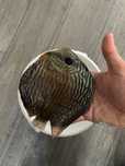 Vendo macho red turquesa adulto piwowarosky