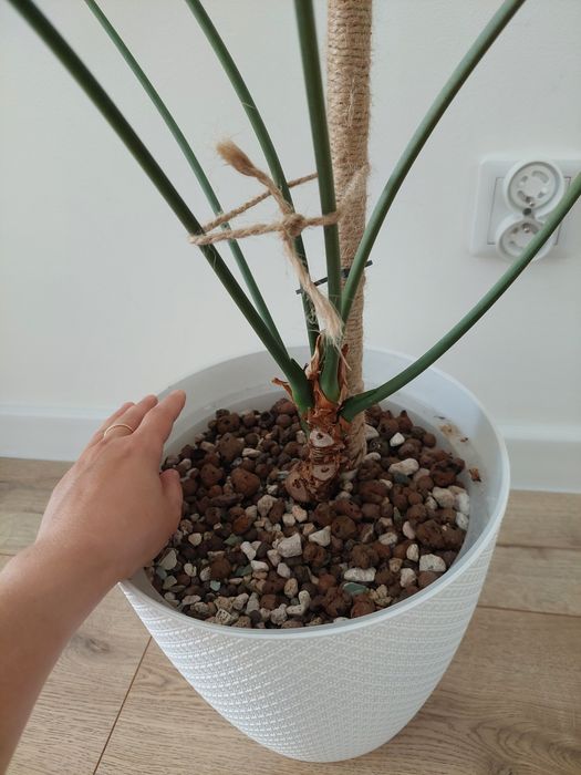 Anthurium clarinervium XXL hydroponika