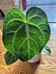 Anthurium Magnificum