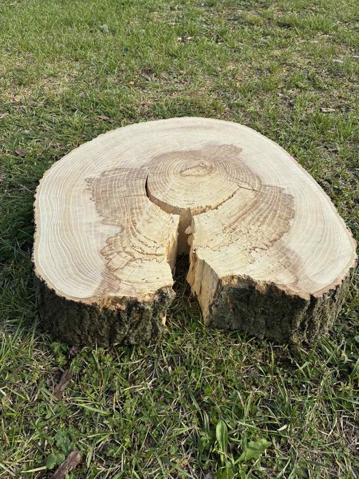 Plaster drzewa jesion