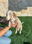 Teckel Merle macho