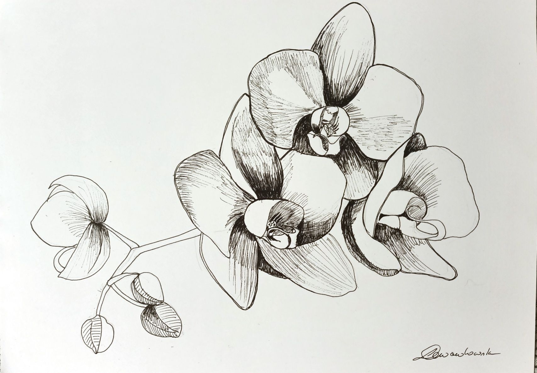 Rysunek tuszem kwiaty orchidea storczyk