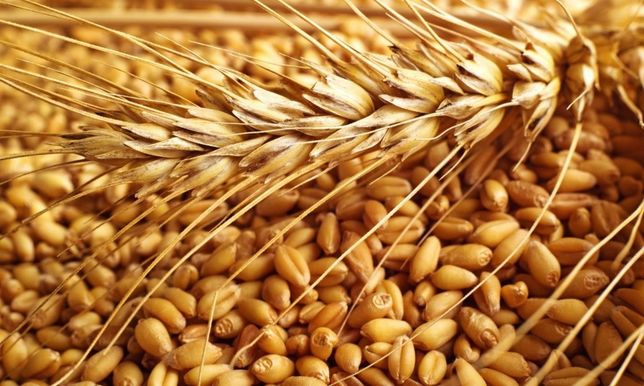 Продам пшеницю, кукурудзу та муку з них