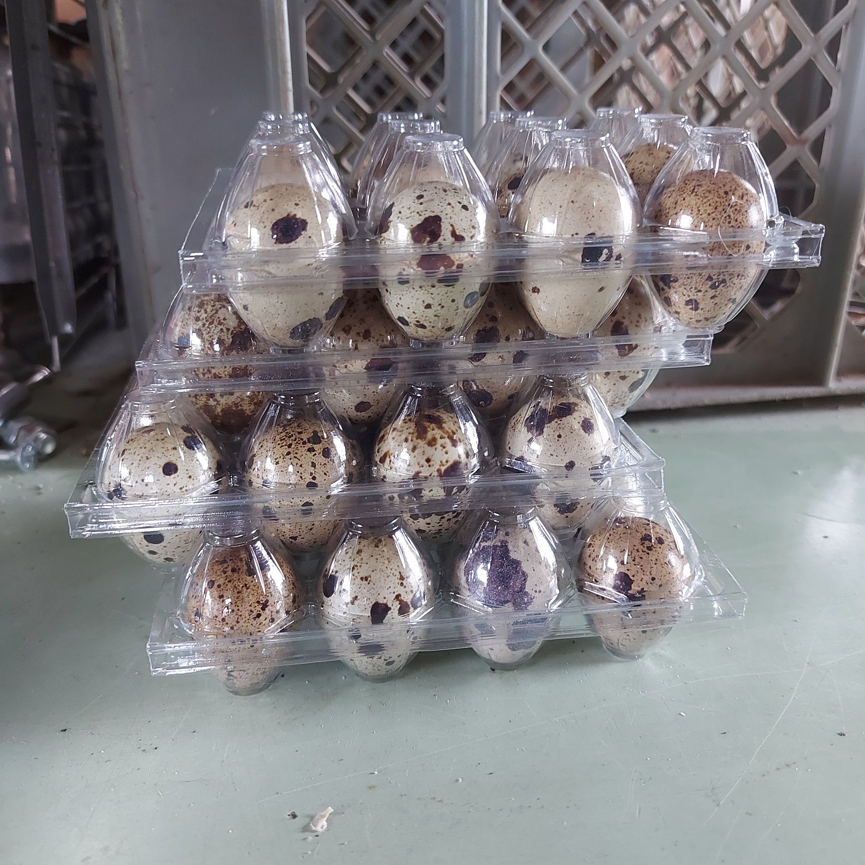 Ovos de codorniz Japonica