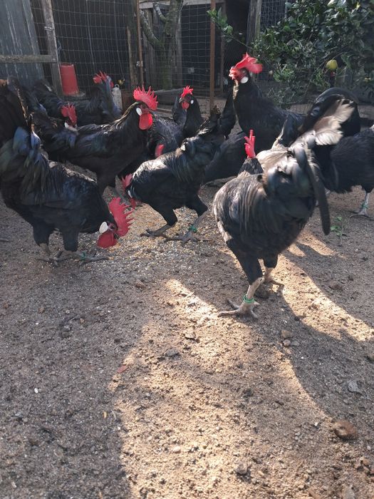 Galinhas castelhanas