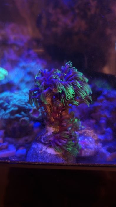 Koralowiec miękki briareum fluo