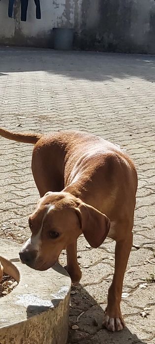 Perdigueira português