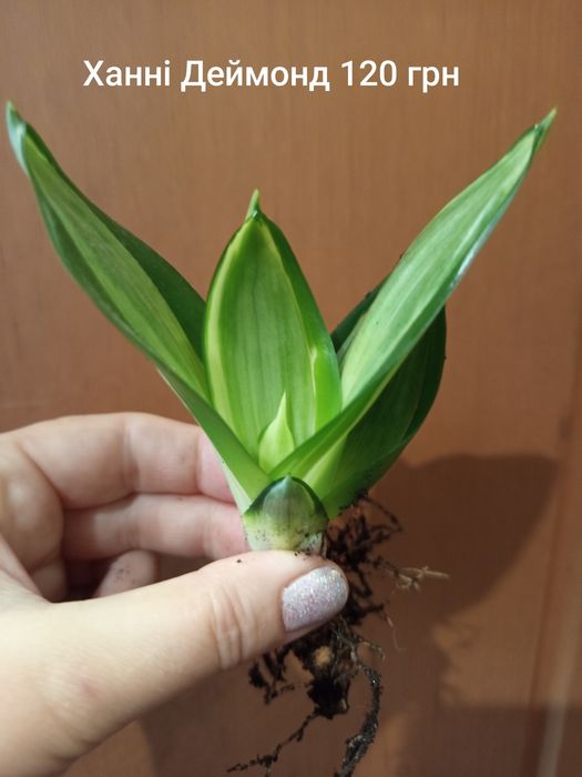 Продам Сансевієрії