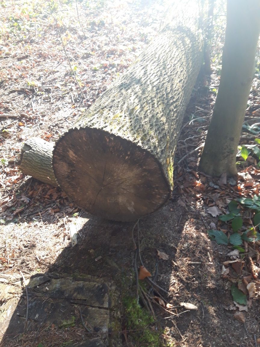 Jesion i dąb sprzedam