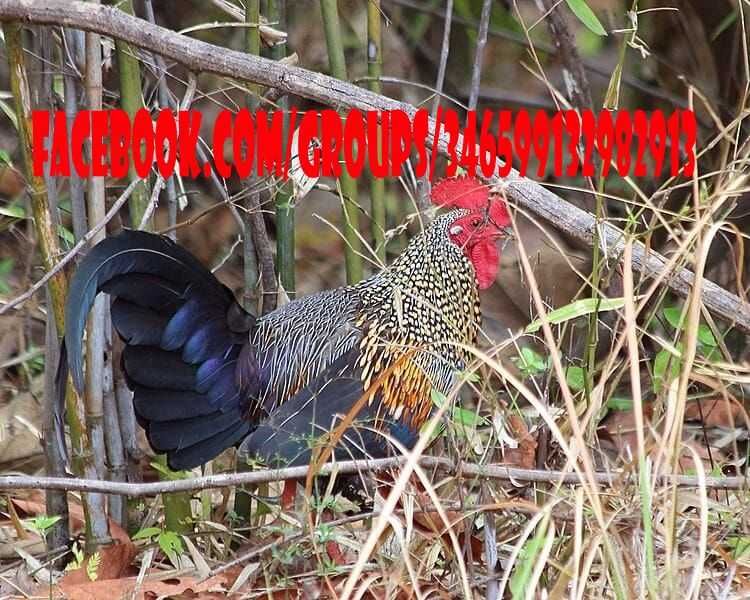 Gallus Sonneratii