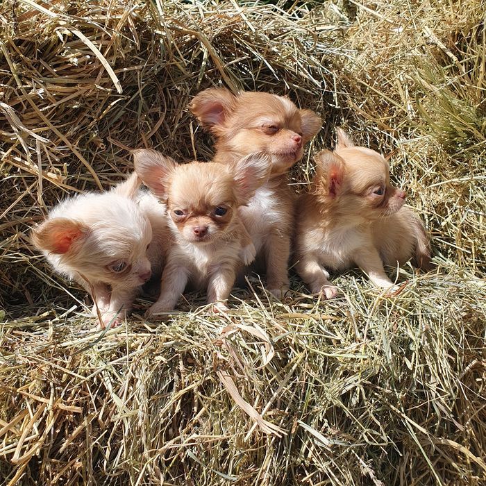 Длинношерстные мальчики чихуахуа