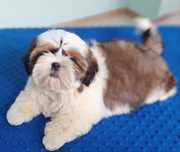 Gotowy do odbioru piękny chłopiec Shih Tzu z rodowodem