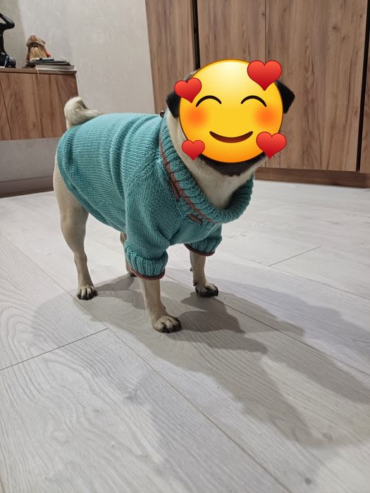 Одяг для домашніх улюбленців.