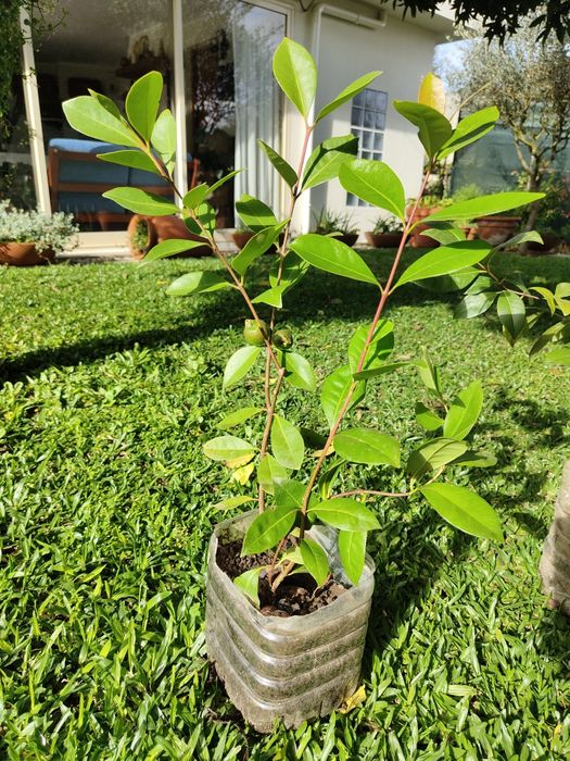 Planta de araçá vermelho (2 pés)