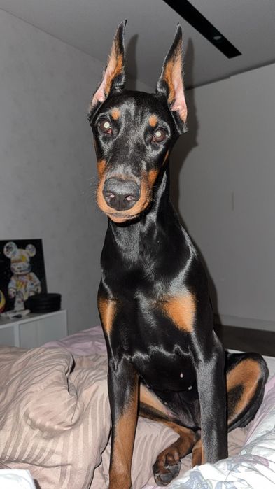 Дівчинка чистокровного добермана