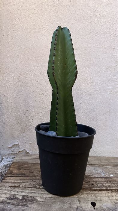 Cacto Euphorbia candelabrum- vários tamanhos