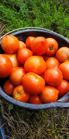 Продаються помідори, перець, баклажани оптом і в роздріб
