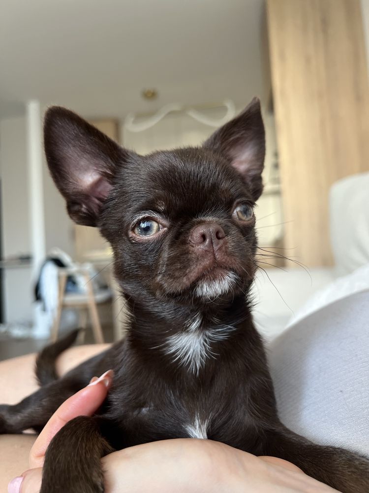 Piękny Chihuahua piesek kolor czekoladowy z Hodowli Bajeczne Urwisy