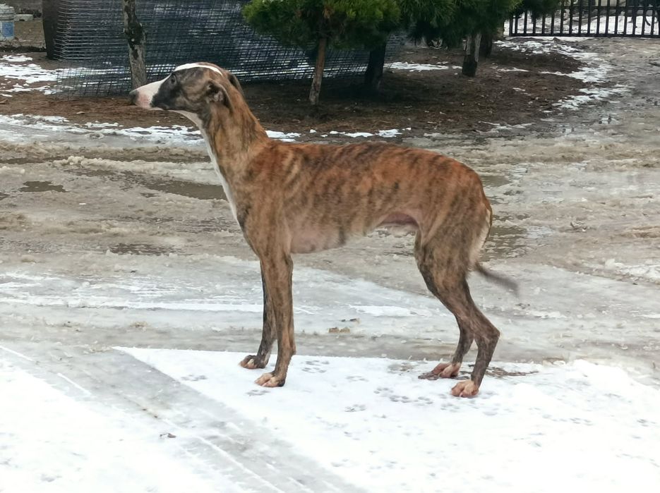 Oddam whippet piesek