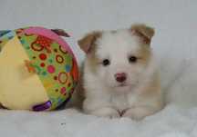 Border Collie ZKwP / FCI eeRed suka