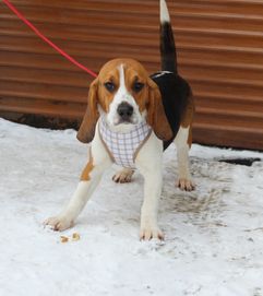 Beagle - sunia do odbioru !!!