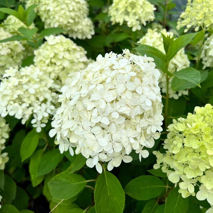 Hortensja bukietowa 'Limelight' (Hydrangea paniculata) Doniczka 2.0L