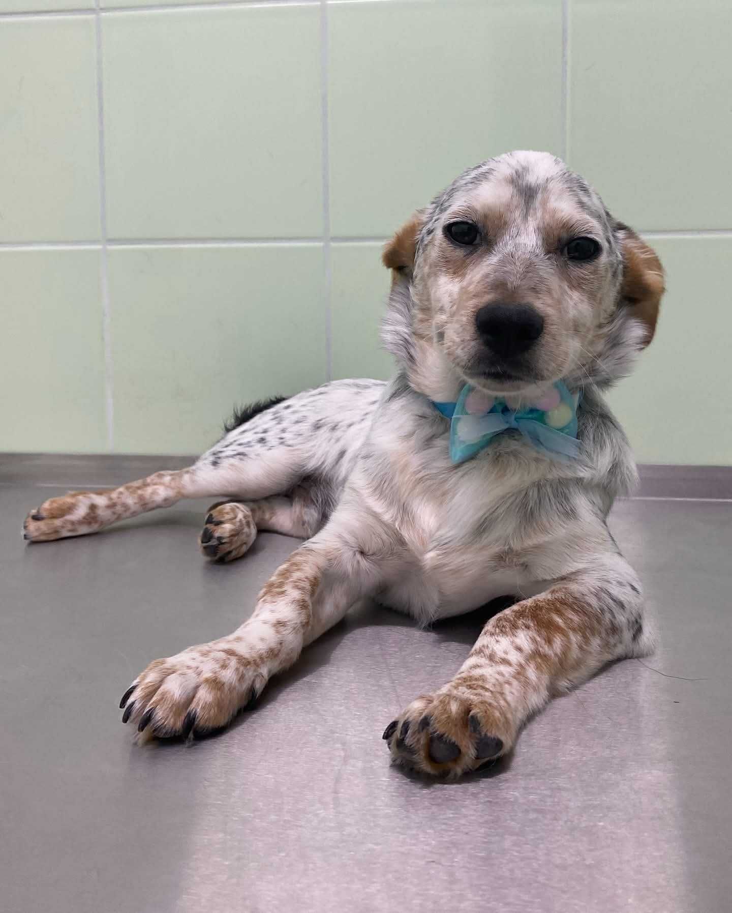 Pintas- cachorrinho para adoção responsável