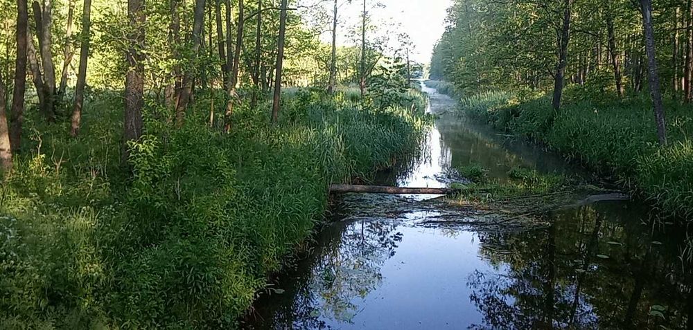 Całoroczny domek do wynajęcia w malowniczej Białowieży