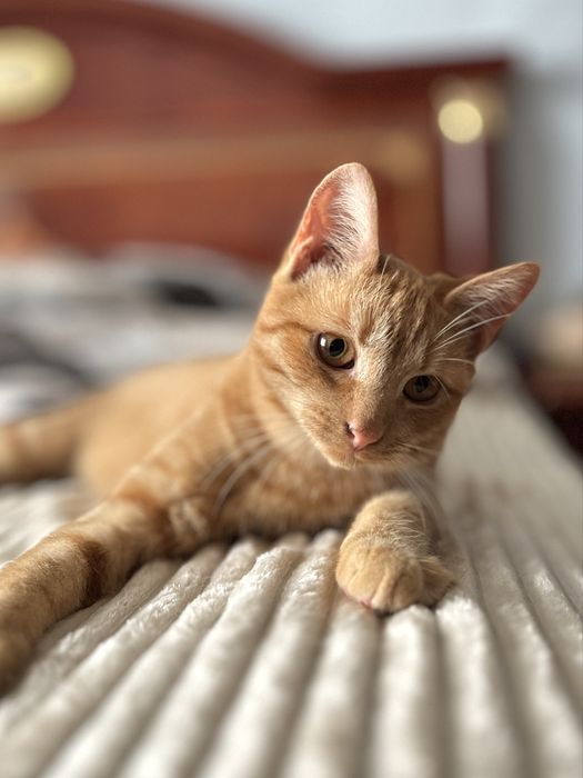 Кошенята в люблячі руки