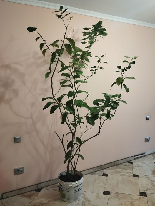 Лимон плодородний з лимончиками великий