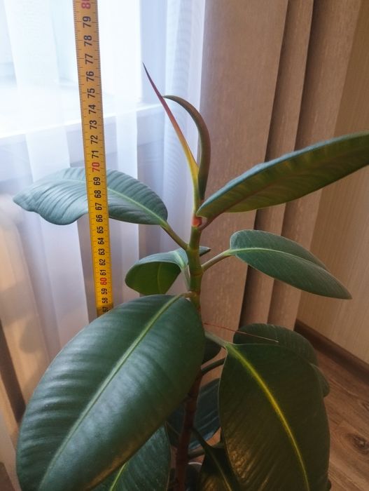 Фікус каучуконосний