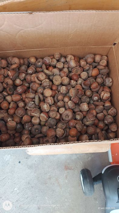 Żołędzie cena za 1 kg