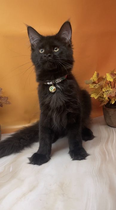Шикарный котик в любимцы