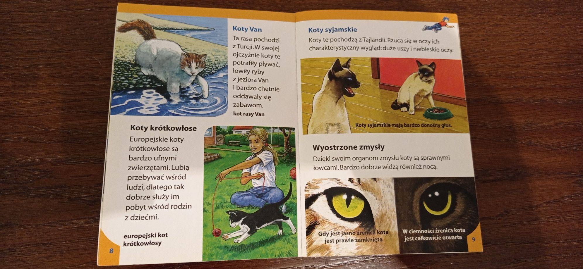 Koty książeczka edukacyjna