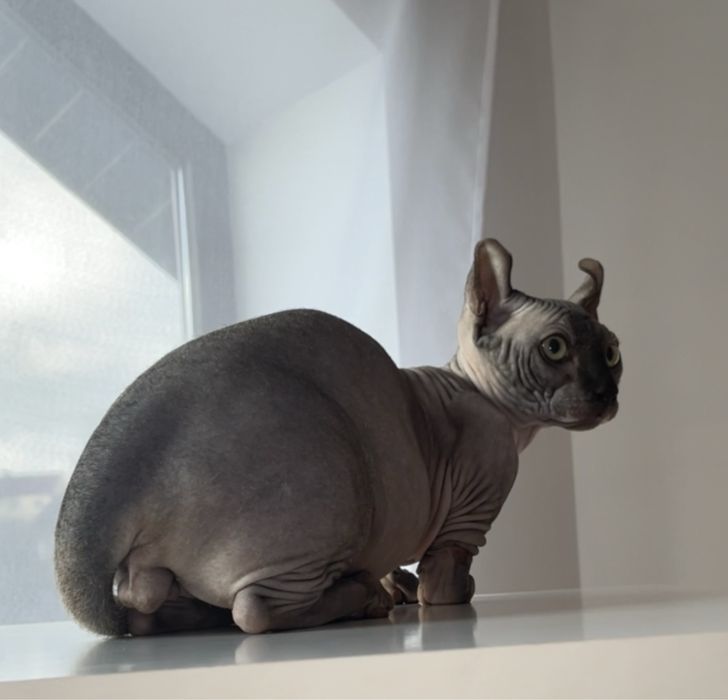 Двельф  хлопчик