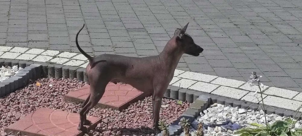Nagi Pies Meksykński  piesek 9 miesiecy