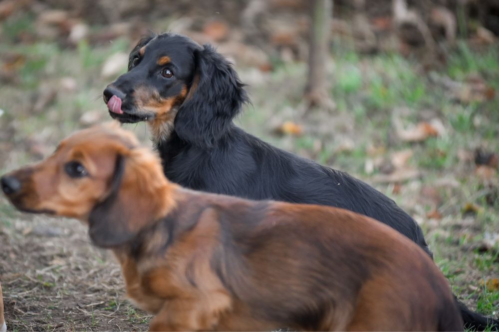 Гарні довгошерстні такси