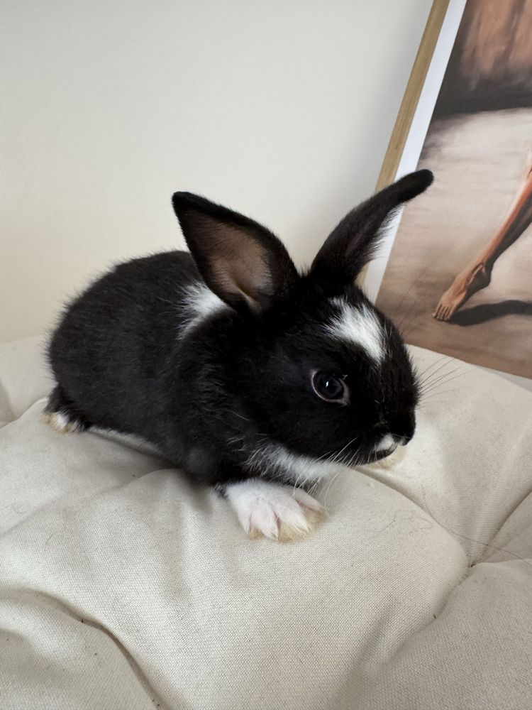 Adoráveis Coelhos Mini Lop & Angorá