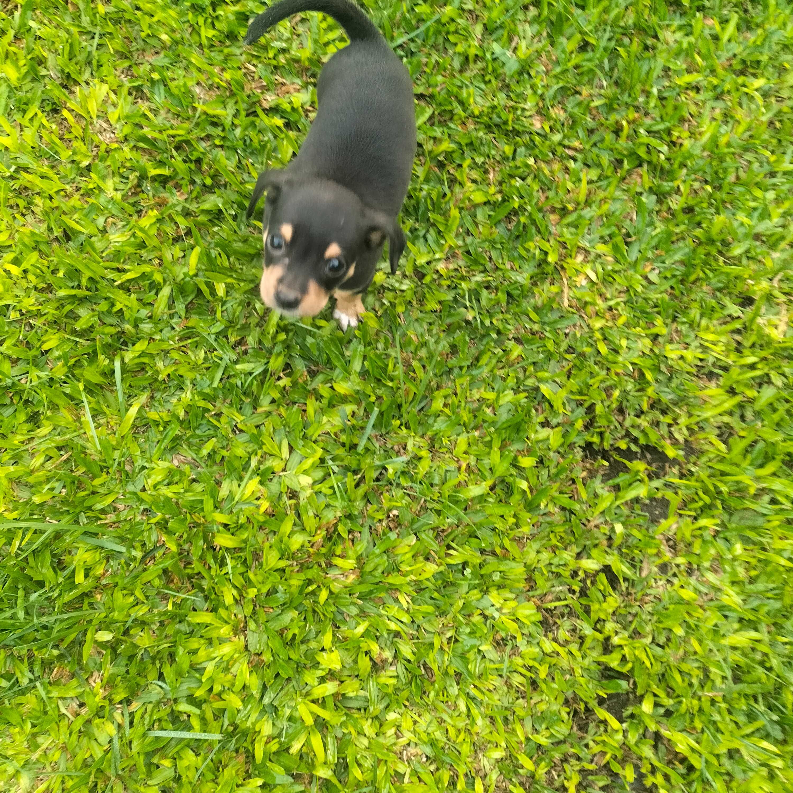 Pinscher fêmea afogueada