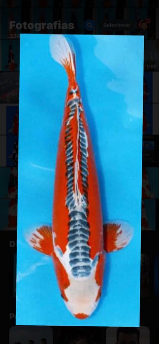 Carpa koi Shusui femea 53 cm com certificado de criador