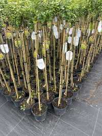 Pienne tarasowe trzmielina photinia ilex cotinus laurus