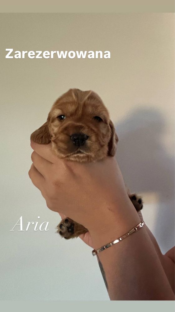 Cocker spaniel angielski