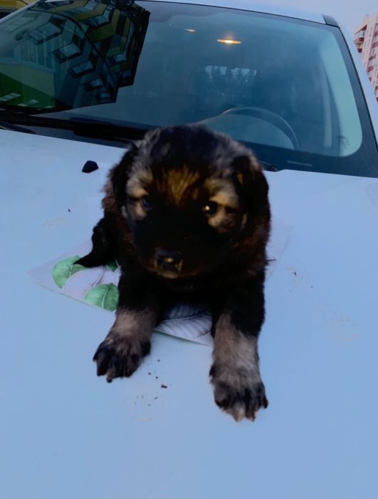 Щеночки в добрые руки