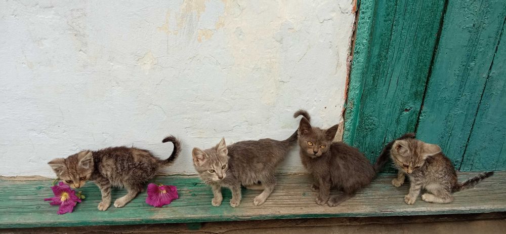 Віддам дорослу кицьку і кота та кошенят, котенята,  в добрі руки