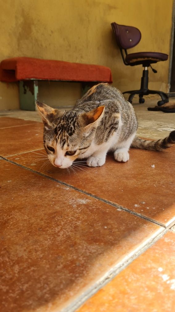 Gata para adoçar