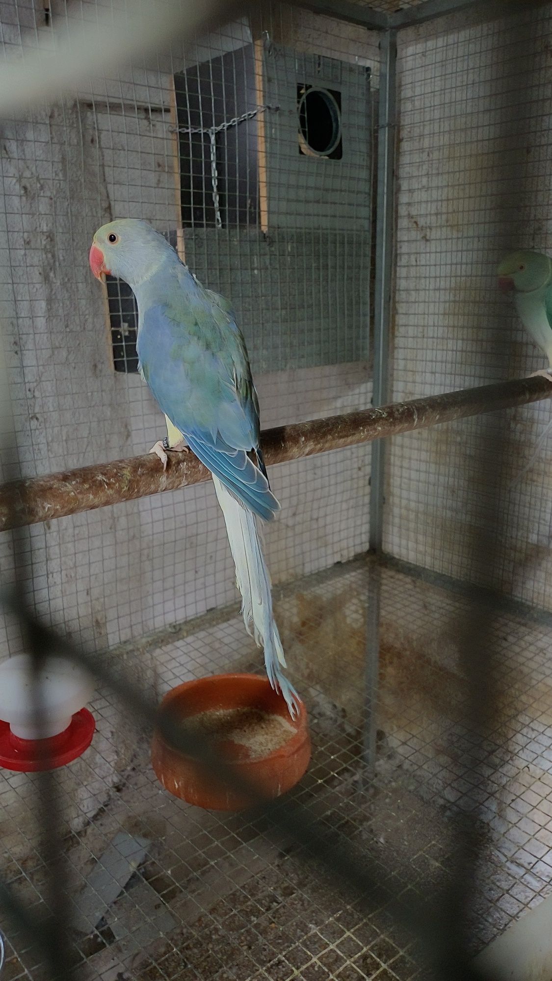 Ring neck violeta cleartail 2025
