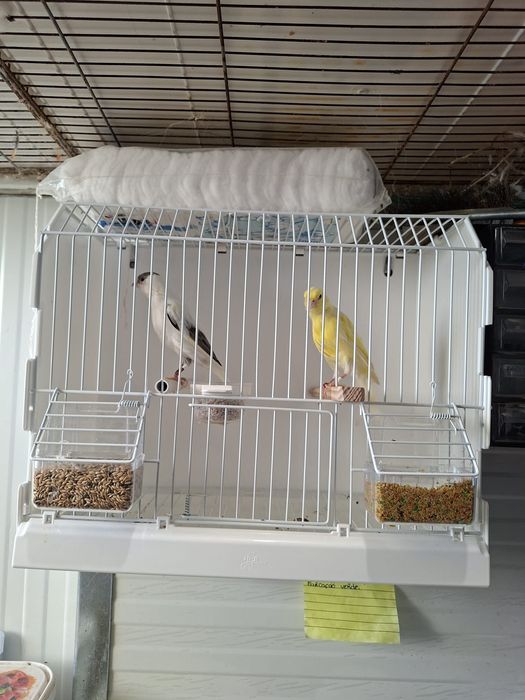 Canarios largues espanhol