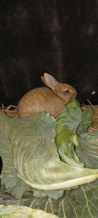 Króliki białe brazowe