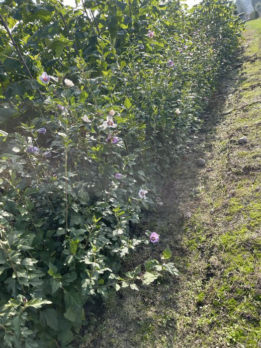 Hibiskus z gruntu - duże sadzonki
